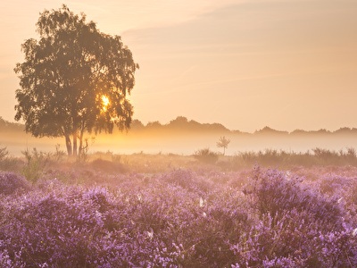 A tree amid a field of purple flowers, forming a beautiful landscape.