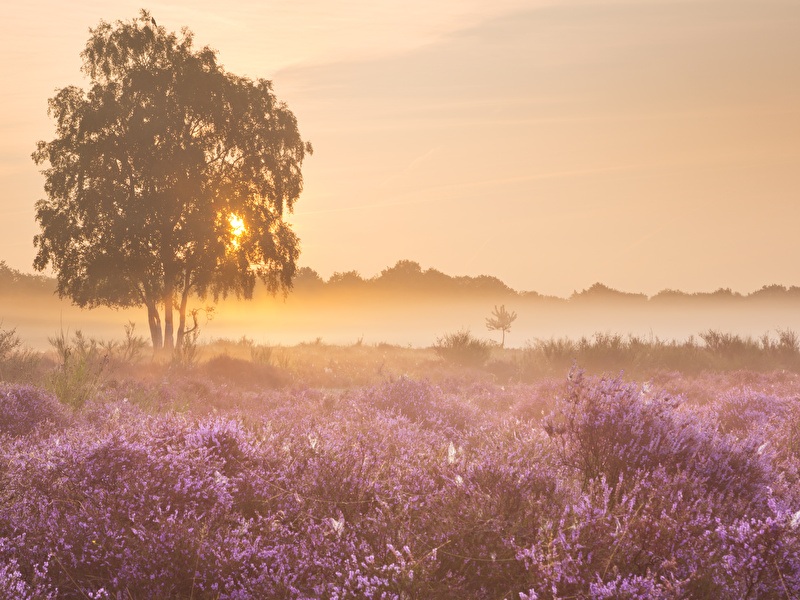  Een boom staat in een veld vol paarse bloemen, dat een levendig en kleurrijk landschap creëert.